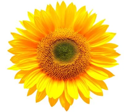 Sunflower Stock Photos