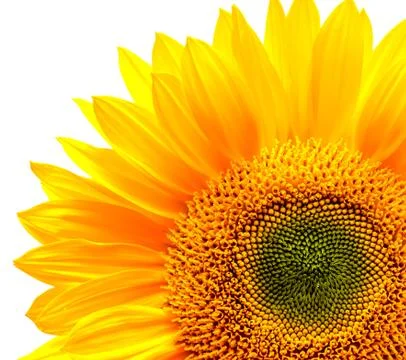 Sunflower Stock Photos
