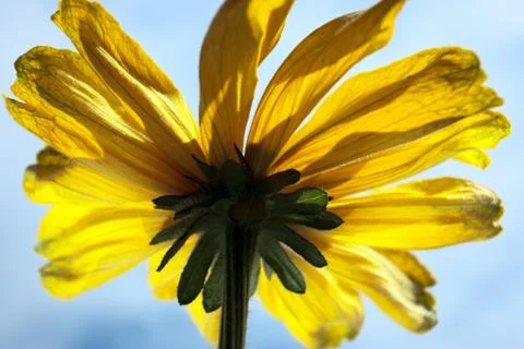 Sunflower Foto stock