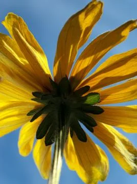 Sunflower Foto stock