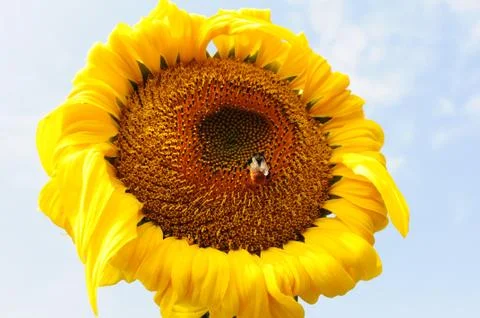 Sunflower Stock Photos