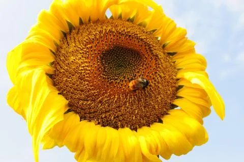 Sunflower Stock Photos
