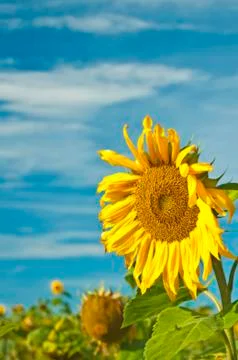 Sunflower Stock Photos