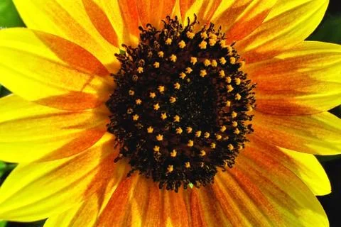 Sunflower Stock Photos