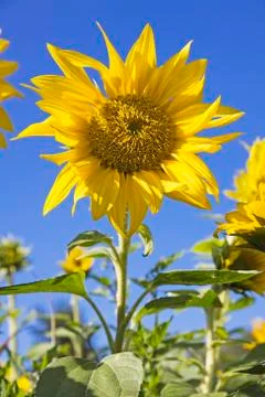 Sunflower Stock Photos