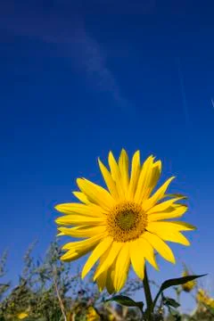 Sunflower Stock Photos