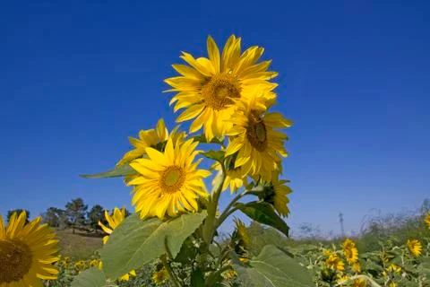Sunflower Stock Photos