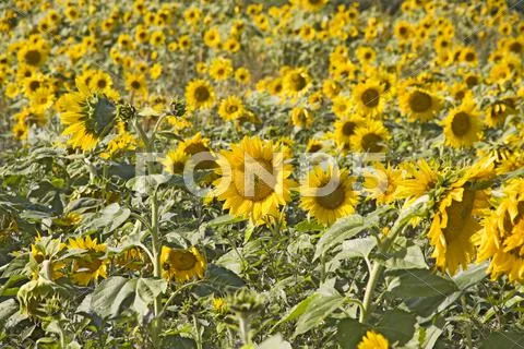 Sunflower Stock Photos