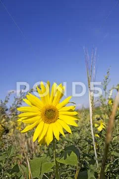 Sunflower Stock Photos
