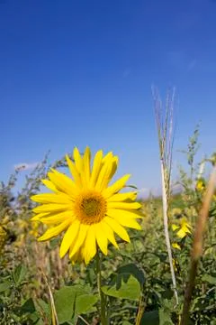 Sunflower Stock Photos
