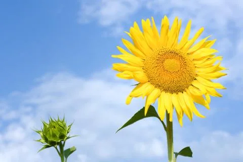 Sunflower Fotos Stock