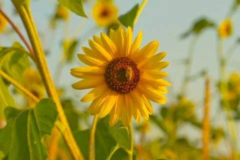 Sunflower Stock Photos