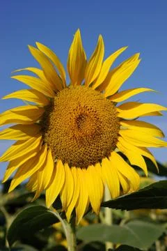 Sunflower Foto stock