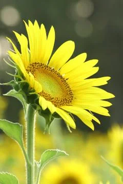 Sunflower Stock Photos
