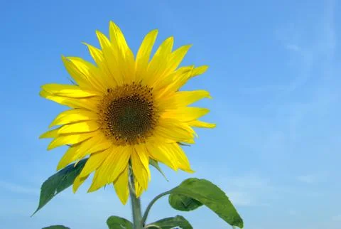 Sunflower Stock Photos