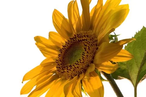 Sunflower Foto stock