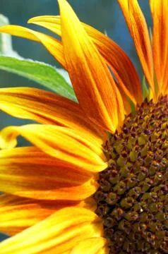 Sunflower Stock Photos