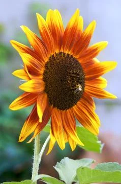 Sunflower 스톡 사진