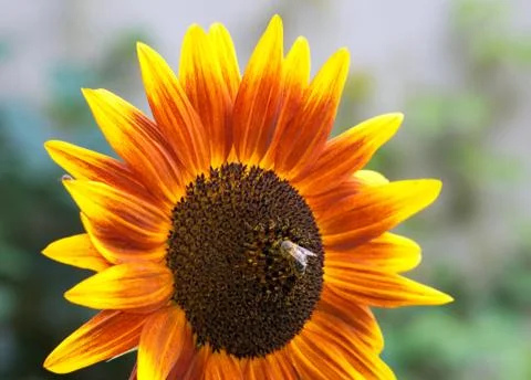 Sunflower Stock Photos