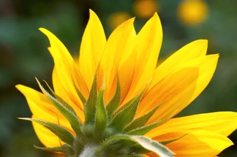 Sunflower Stock Photos