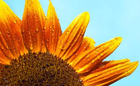 Sunflower Stock Photos