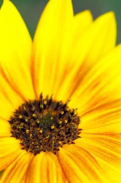 Sunflower Stock Photos