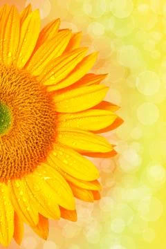 Sunflower Foto stock