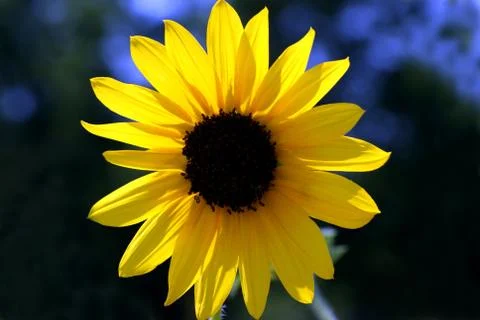 Sunflower Stock Photos