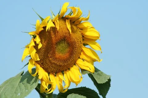 Sunflower Stock Photos