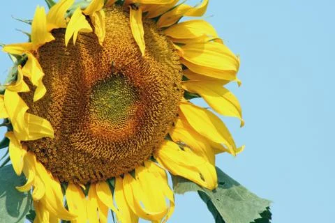 Sunflower Stock Photos