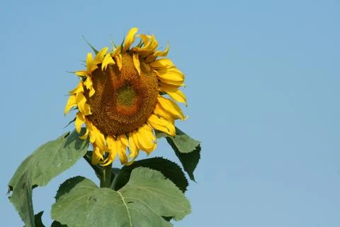Sunflower Stock Photos