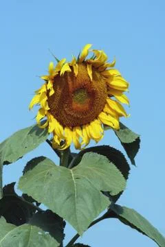 Sunflower Stock Photos