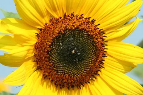 Sunflower Stock Photos