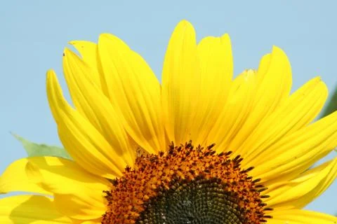Sunflower Stock Photos