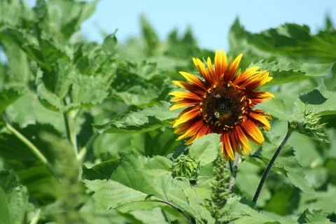 Sunflower Stock Photos