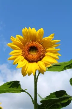 Sunflower Stock Photos