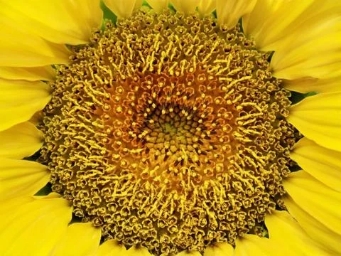 Sunflower Stock Photos