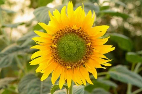 Sunflower Foto stock