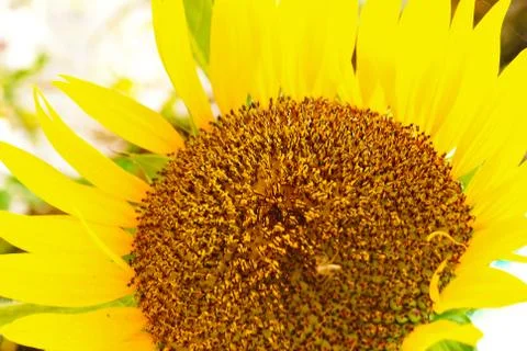 Sunflower Stock Photos