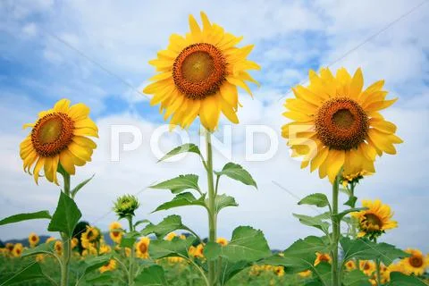 Sunflower Stock Photos