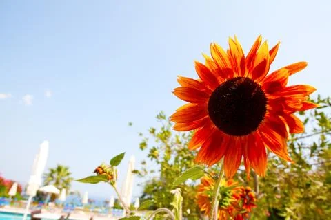 Sunflower Foto stock