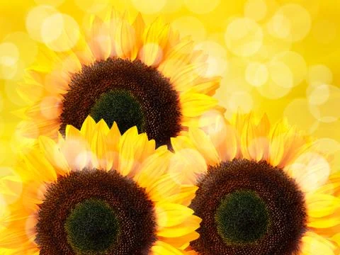Sunflower Stock Photos