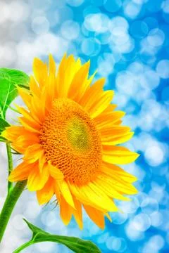 Sunflower Stock Photos