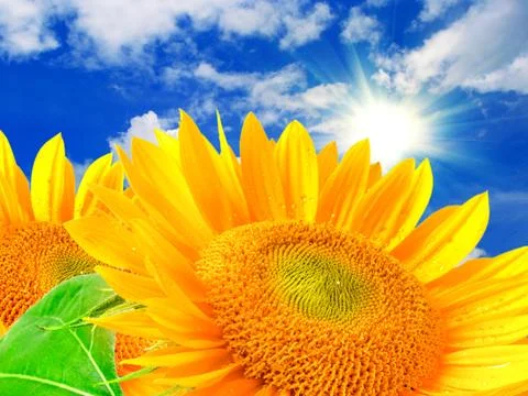 Sunflower Stock Photos