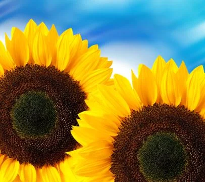 Sunflower Stock Photos