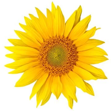 Sunflower Stock Photos