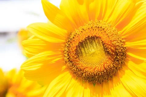 Sunflower Stock Photos