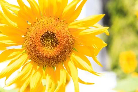 Sunflower Stock Photos