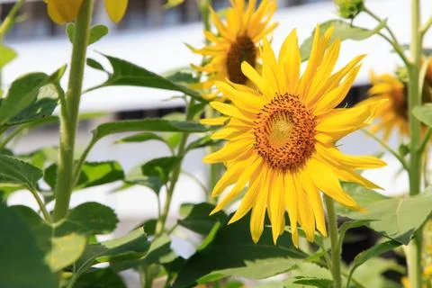 Sunflower Stock Photos