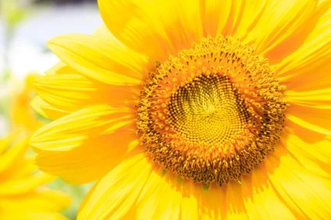 Sunflower Stock Photos